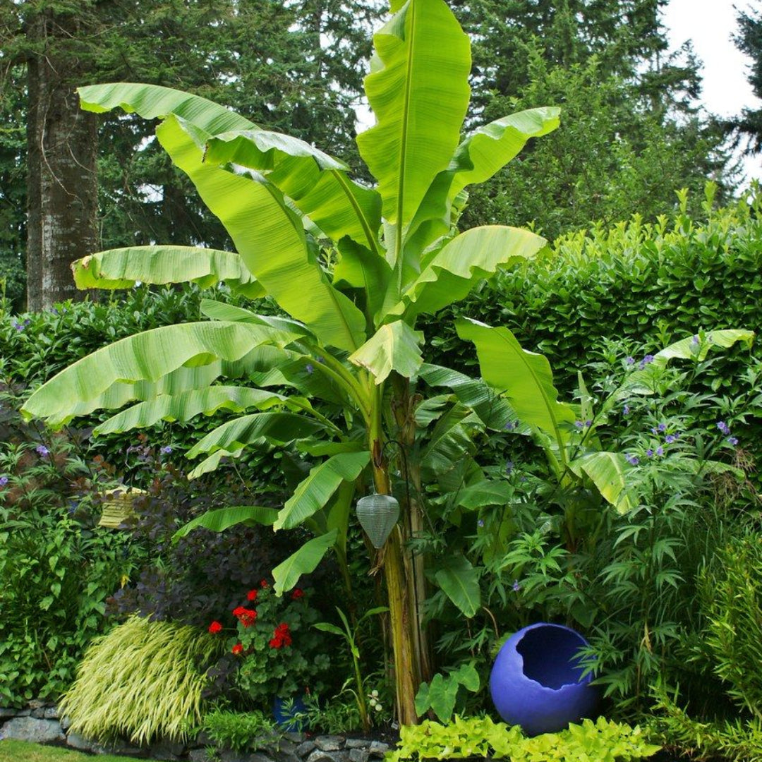 Musa basjoo (Hardy Banana Plant)