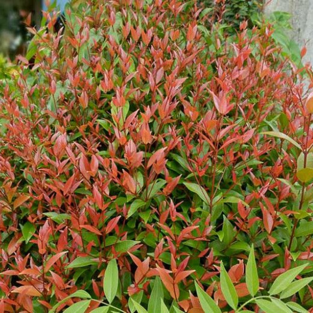 Nandina Gulfstream