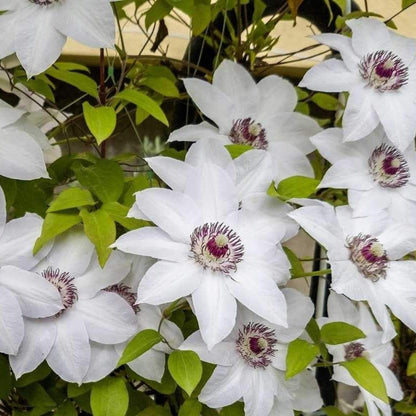 Clematis ‘Miss Bateman’