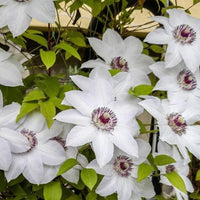 Clematis ‘Miss Bateman’