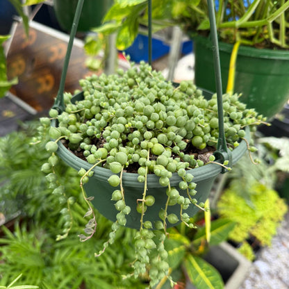 String of Pearls (Live Indoor Plant)