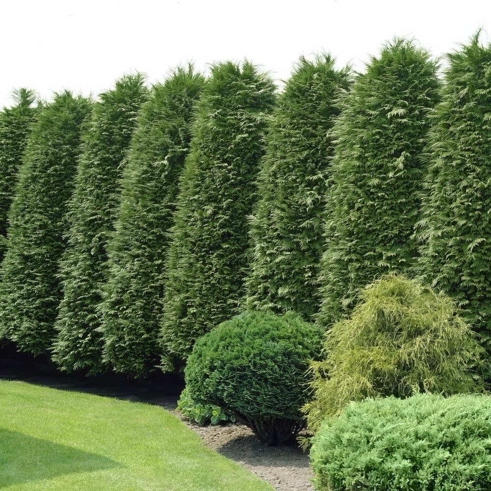 Emerald Green Arborvitae Privacy Tree