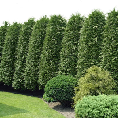 Emerald Green Arborvitae Privacy Tree