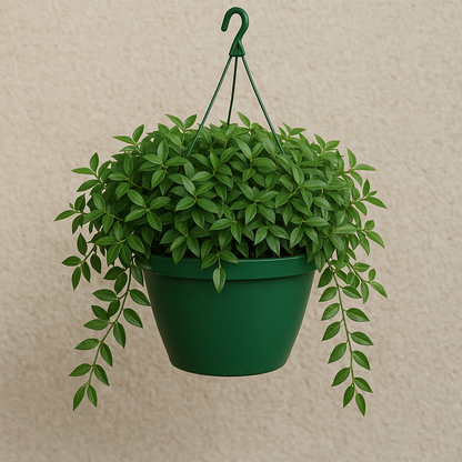 jasmine plant in hanging basket Buy Asiatic Jasmine Live Plant in Hanging Basket – Easy Care