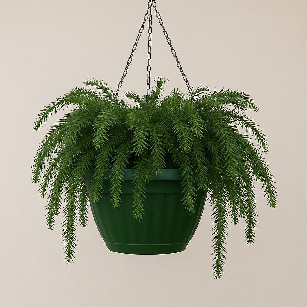 Plum Yew — Hanging Basket (Live Plant)