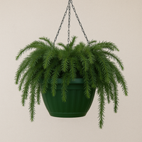 Plum Yew — Hanging Basket (Live Plant)