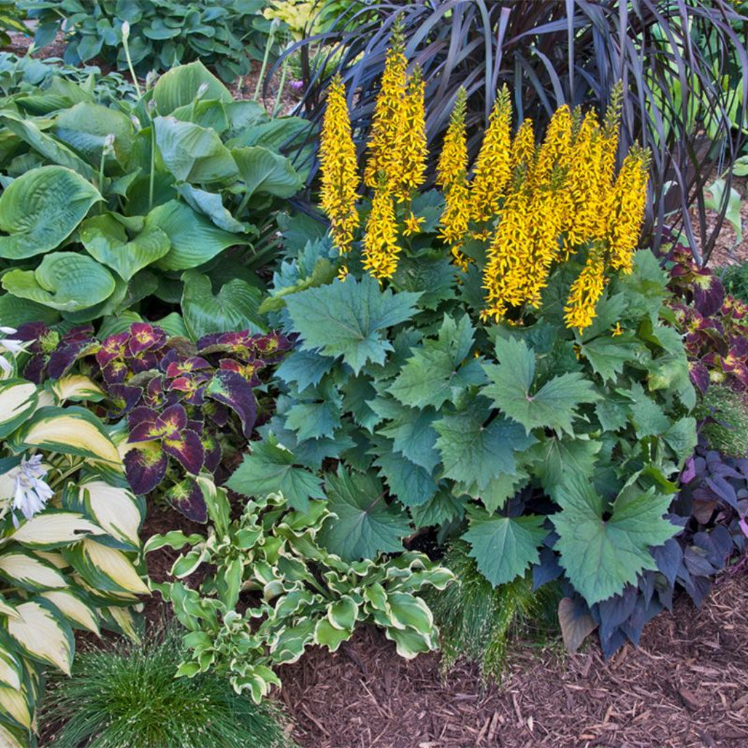 Ligularia Bottle Rocket