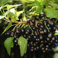 Jostaberry Plant