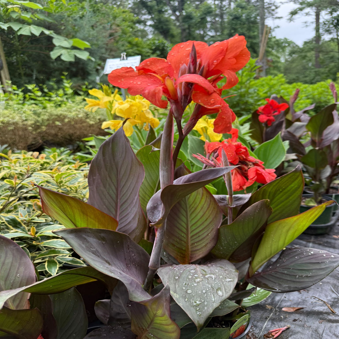 Canna &