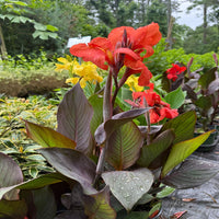Canna 'Cannova Bronze Orange' Canna Lily - [EG]