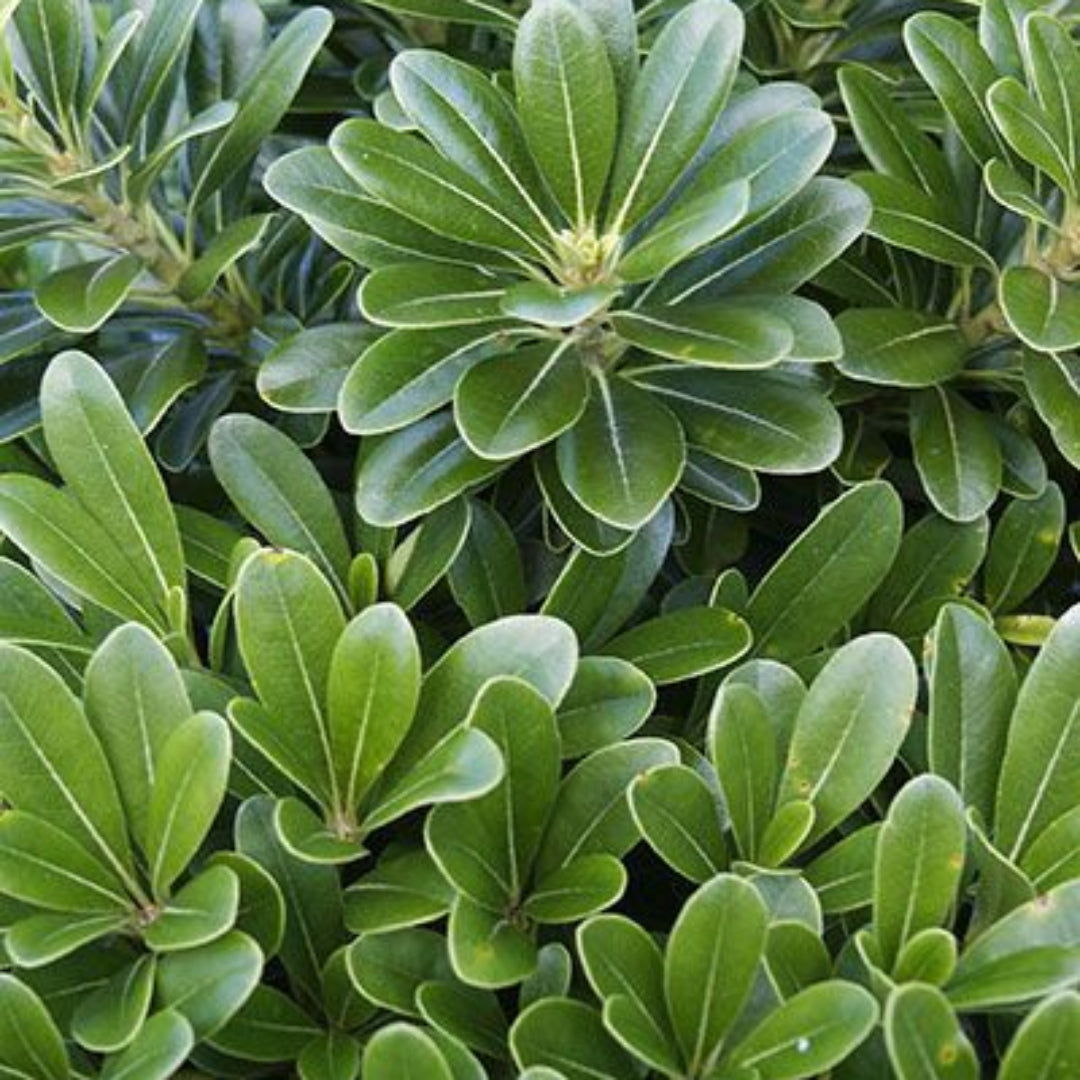 Green Pittosporum