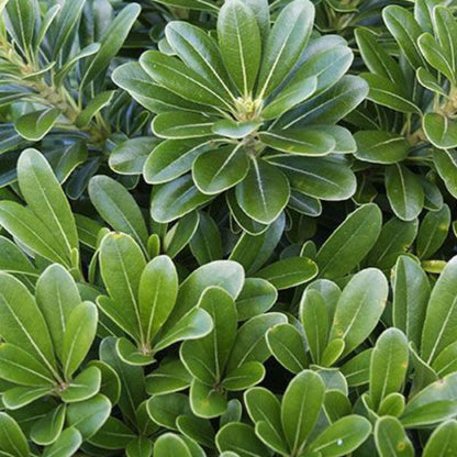 Green Pittosporum