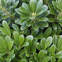 Green Pittosporum