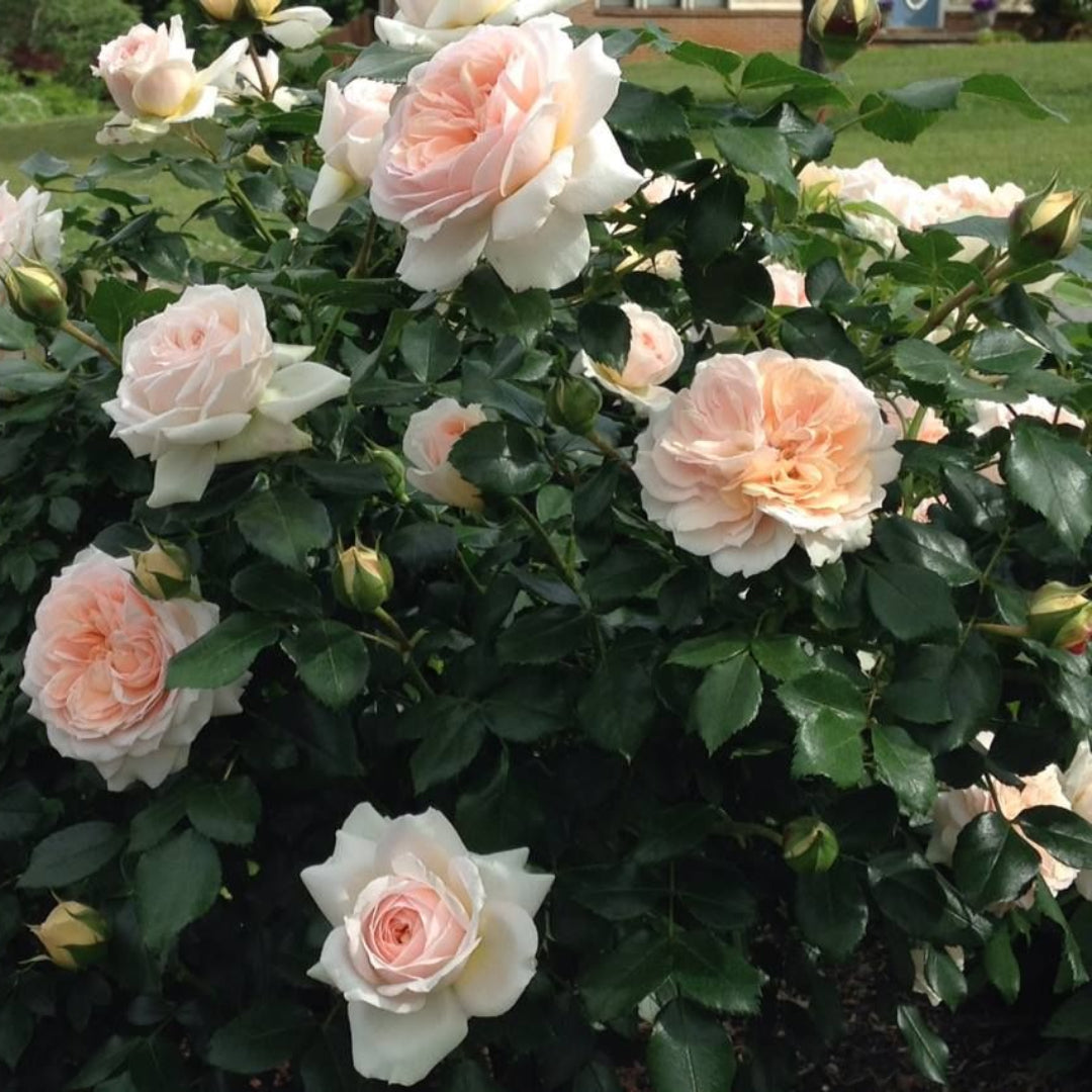 Rosa ‘KORfloci01’ Veranda® Cream Floribunda Rose-Tree Form