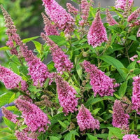 Li'l Llavender  Butterfly Bush