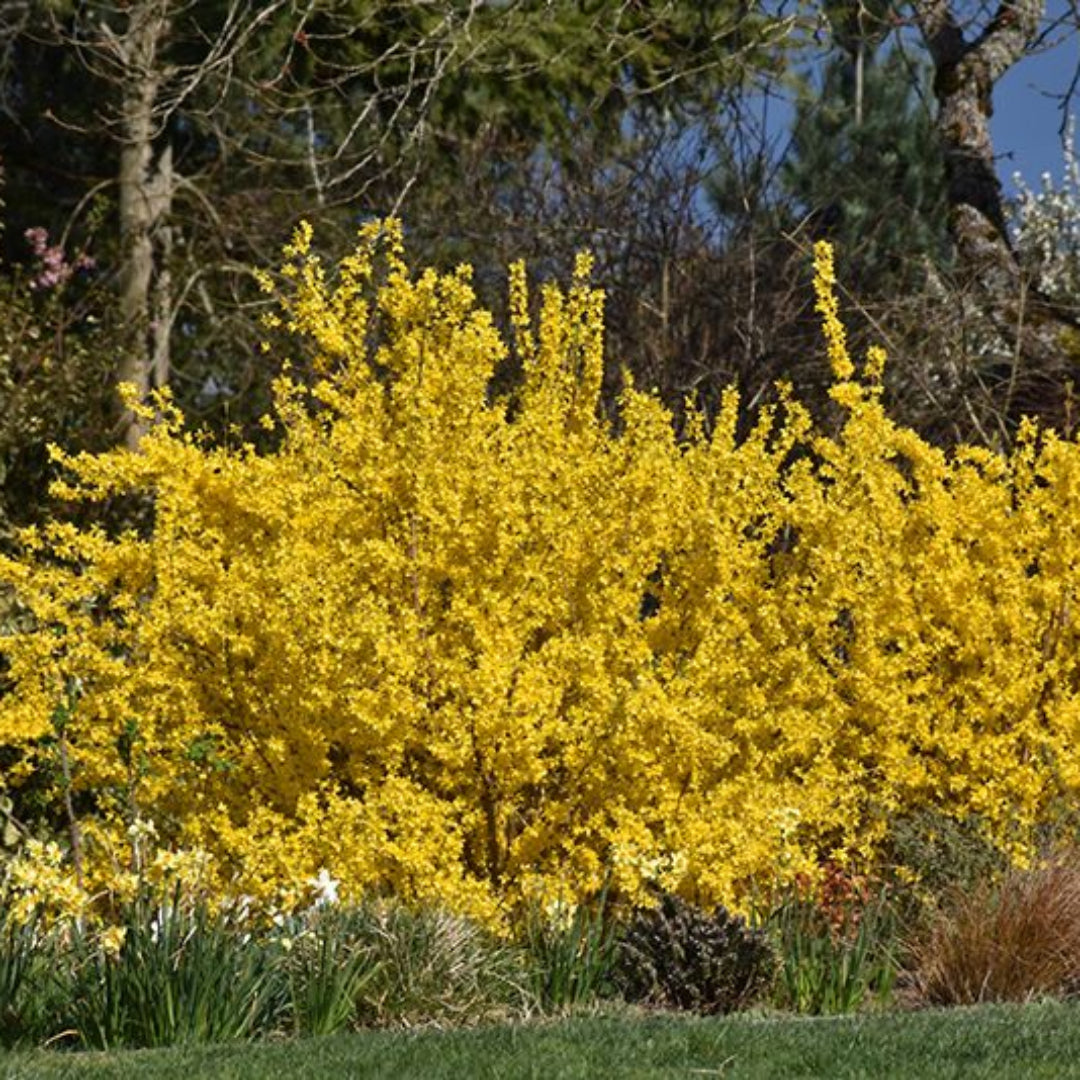 Forsythia x intermedia &