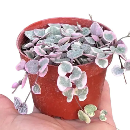 String of Hearts Indoor Plant