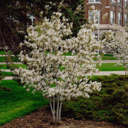 Autumn Brilliance Serviceberry