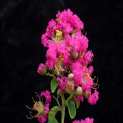 Crape Myrtle Carolina Beauty