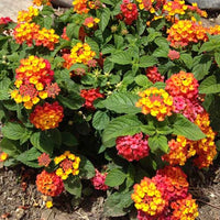 Lantana Camara 'Dallas Red' Golden Yellow & Red Flowers Spring To Frost - [EG]