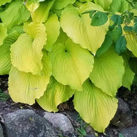 Hosta 'Dancing Queen'