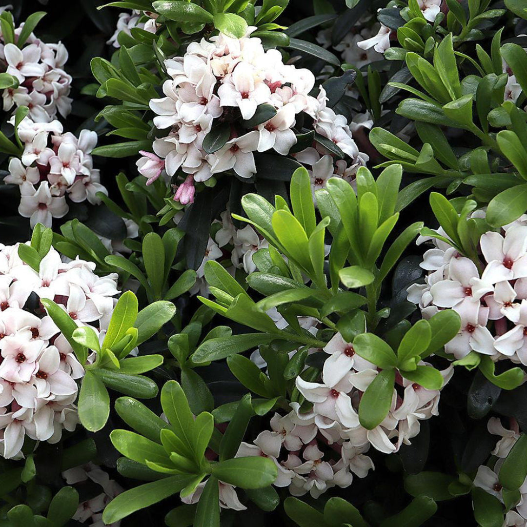 best fertilizer for daphne plant Buy Daphne White Plant Online