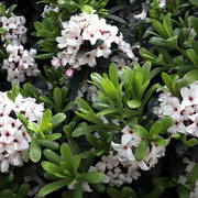 Daphne White in full flower