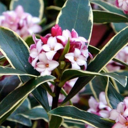 Daphne, Marginated Pink, (Fall/Winter Blooming) Extremely Fragrant Pink Blooms