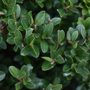 Ilex Crenata 'Beehive' (Coned)