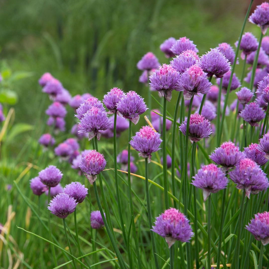 Chives Herb Plant