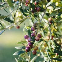 Arbequina olive tree featuring bright green foliage and early fruit formation