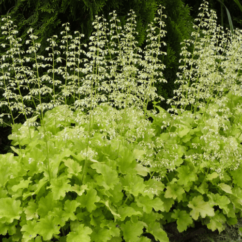 Heuchera &