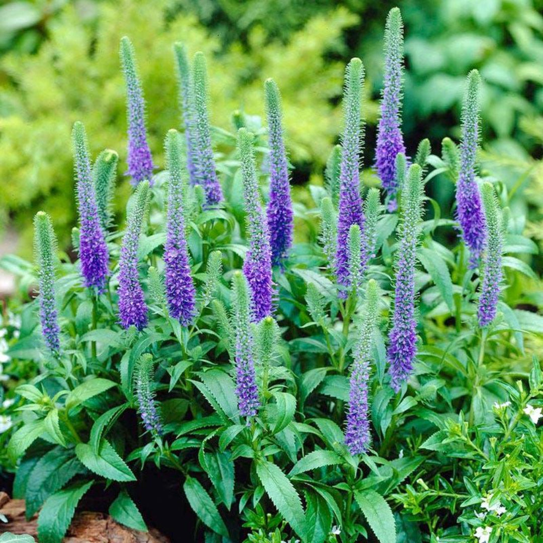 Veronica spicata 'Royal Candles' (Dwarf Spike Speedwell) - [EG]