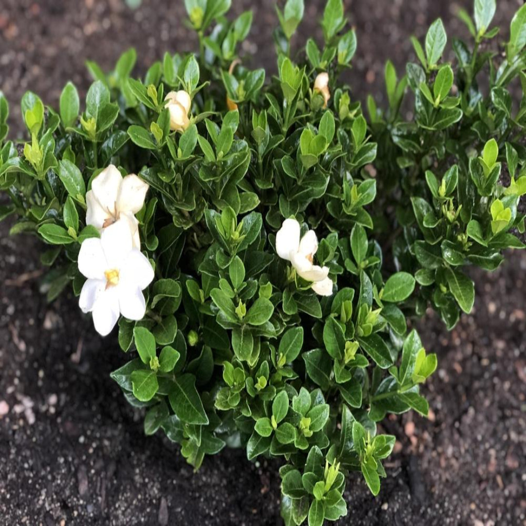 Close-Up of Gardenia Jasminoides Evergreen Leaves