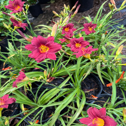 Hemerocallis Little Business Daylily