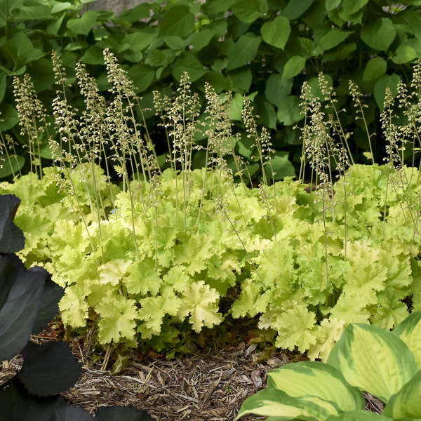 Heuchera &