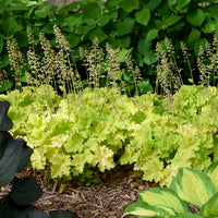 Heuchera 'Twist of Lime' Coral Bells - [EG]