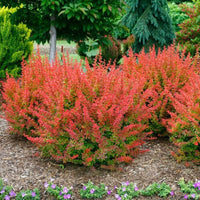 Barberry Sunjoy Tangelo