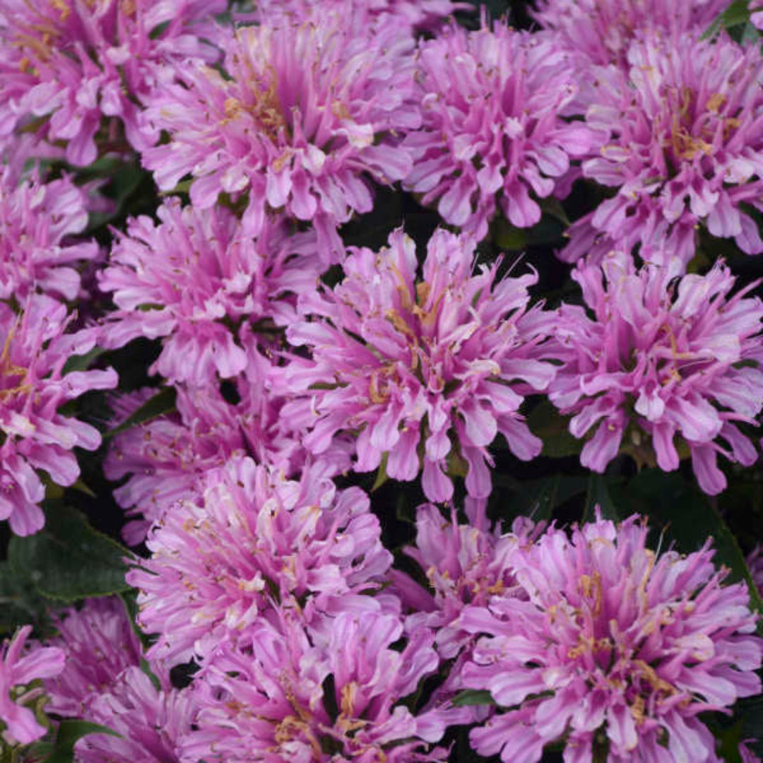 Monarda Didyma Pardon My Cerise Ppaf Bee Balm