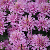 Monarda Didyma Pardon My Cerise Ppaf Bee Balm