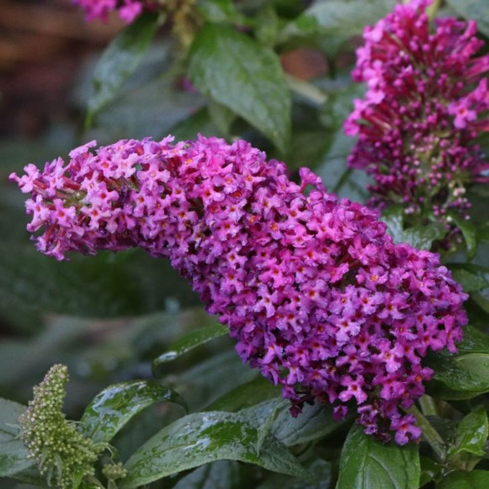 Pugster Pico Punch Butterfly Bush