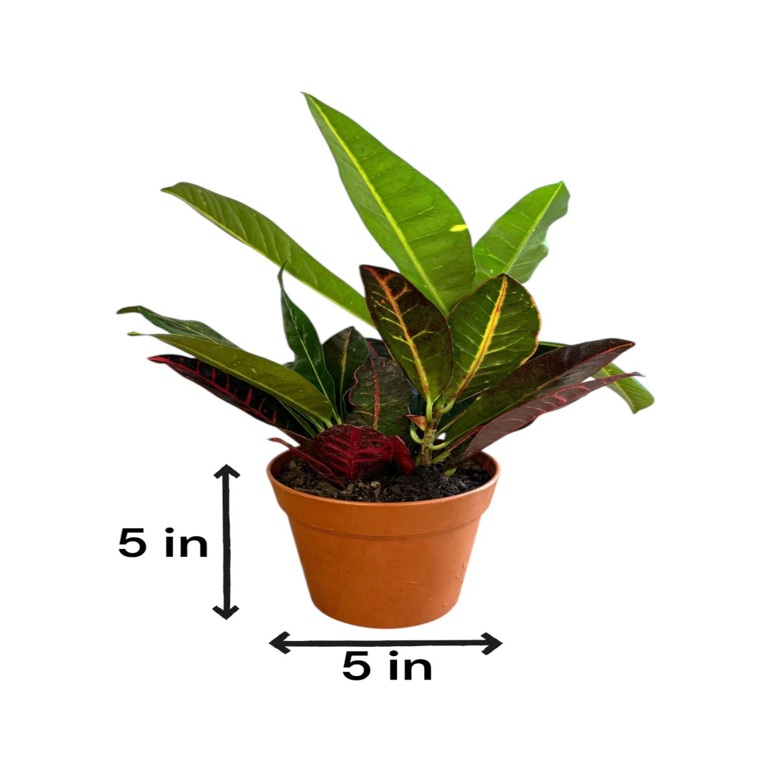 Petra croton plant showing colorful tropical foliage with approximate 5-inch pot size