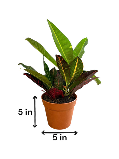 Petra Croton (Live Indoor Plant)