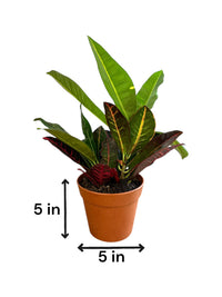 Petra Croton (Live Indoor Plant)