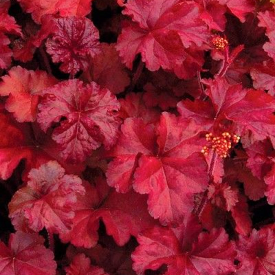 Heuchera &