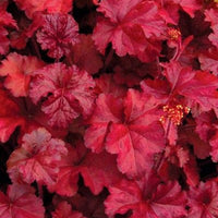 Heuchera 'Fire Chief' 10 count flat of 4" pots