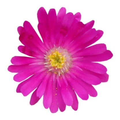 Delosperma Jewel of Desert Series &