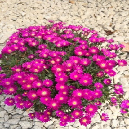 Delosperma Jewel of Desert Series &
