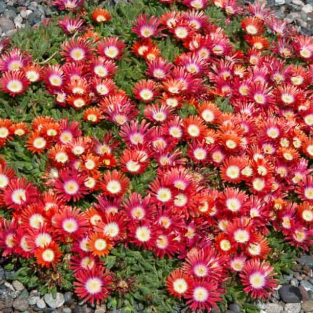 Delosperma Dyeri &
