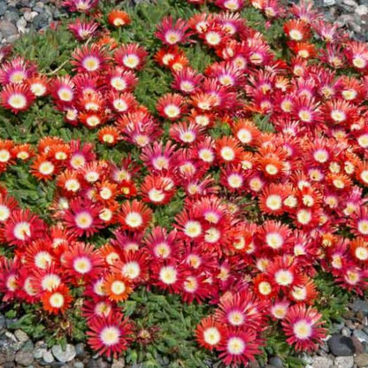 Delosperma Dyeri &